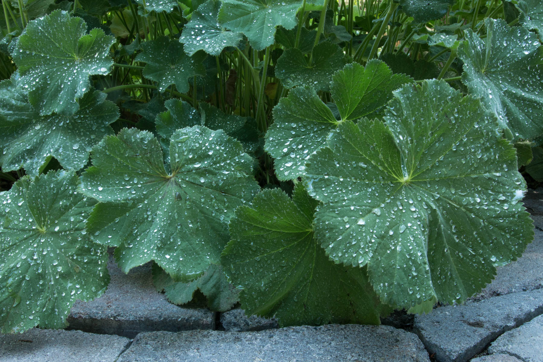 WOW_150701_Figge_017